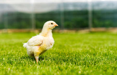 A small broiler chicken stands on a sunny lawn against the background of a greenhouse. Gallus callus domestics. Shallow depth of field.の写真素材
