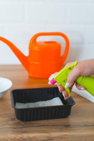 A woman sprays micro-greens seeds in plastic box from a spray gun. SDOF Home gardening.