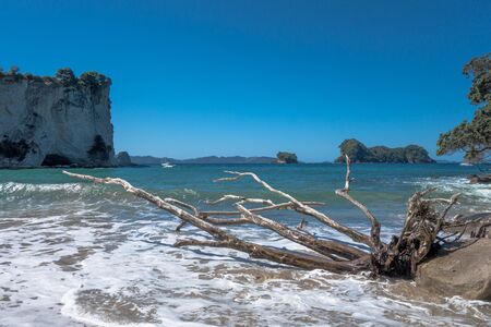 Stingray Bay in New Zealand with tree in foregroundの写真素材