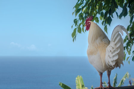 White rooster overseeing the sea