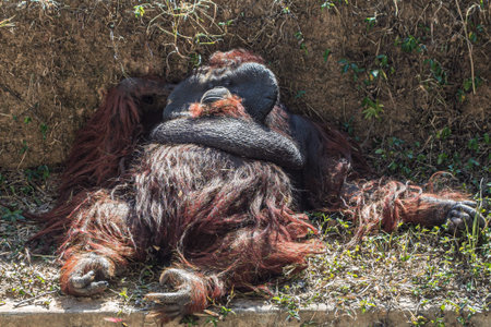 Old male orangutan relaxing in the sun. Royalty free stock photo.