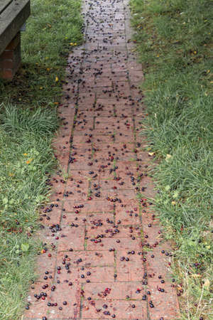 Pathway covered in black and red cherries. Royalty free stock photo.の写真素材
