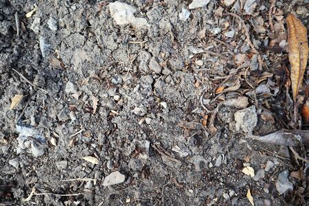 dry leaves lying on the ground.の写真素材