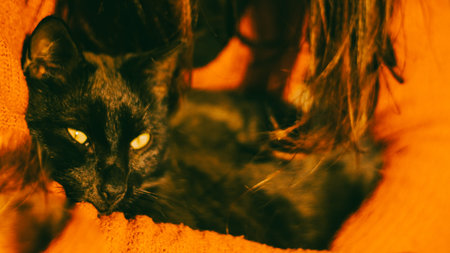 Nested cat