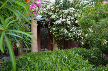 Flower Garden in the Egyptian courtyardの写真素材