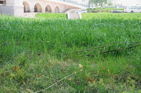 The lawn in the city with green grassの写真素材