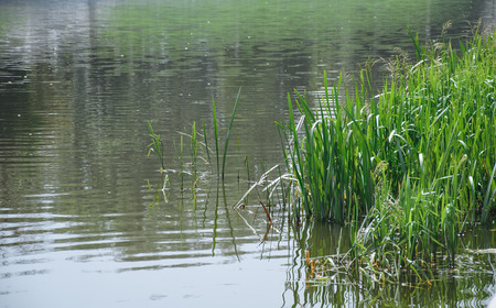 Stratiotes growing in the river Orlikの写真素材