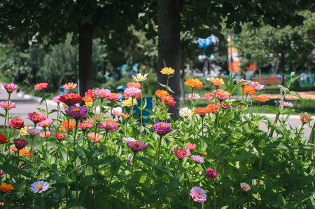 Flowers in the "Children's Park" city of Orelの写真素材