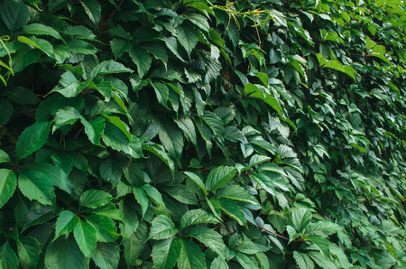 Hedge. Green leavesの写真素材