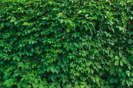 Hedge. Green leavesの写真素材
