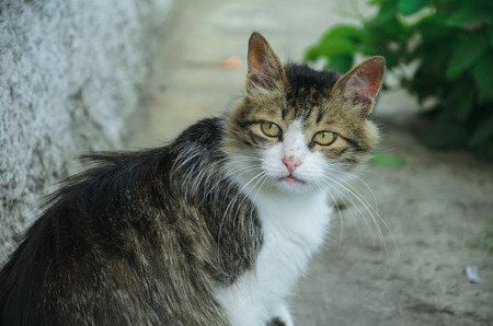 Serious cat. Stern lookの写真素材