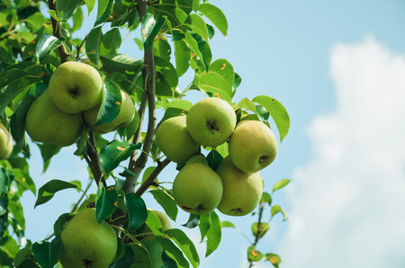 Ripe pears on a branchの写真素材