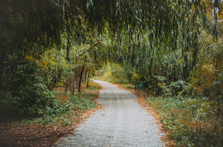 Willow alley in the park in autumnの写真素材