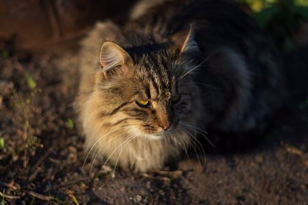 Beautiful gray catの写真素材
