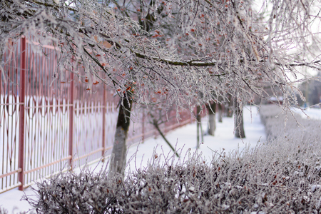 Birch and a number of shrubs covered with icy glazeの写真素材
