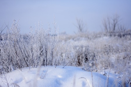 Dry grass bushes under snow in a snowdriftの写真素材