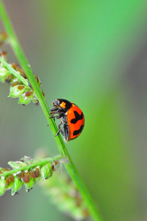 ladybird and its babies