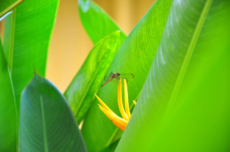 yellow dragonfly on finger flowerの写真素材