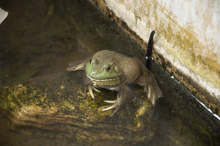 Big Frog On The Rock の写真素材