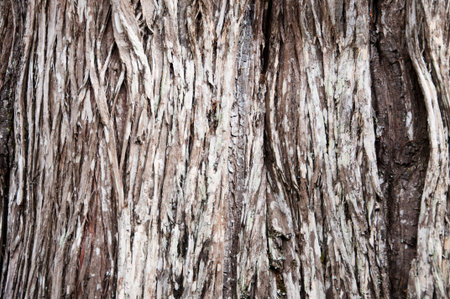 Close Up Pattern Of Tree Bark