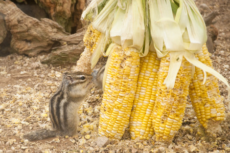 The Golden Mantled Ground Squirrel  Callospermophilus Lateralis  の写真素材