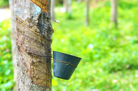 rubber tree and latex bowl.の写真素材