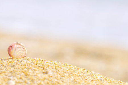 shell clam on the sand at the beach with copy space area
