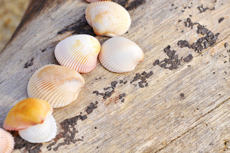 shell clam on the wood at the beach with copy space areaの写真素材