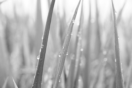 Defocused of paddy plant leaves with sparkling morning dew. Image in black and whiteの写真素材