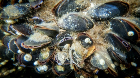 Mussels under the waterの素材