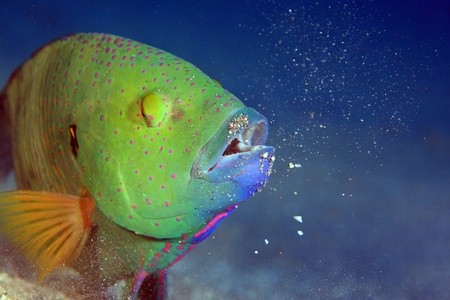 In the depths of the Red Seaの写真素材