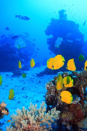 In the depths of the Red Seaの写真素材