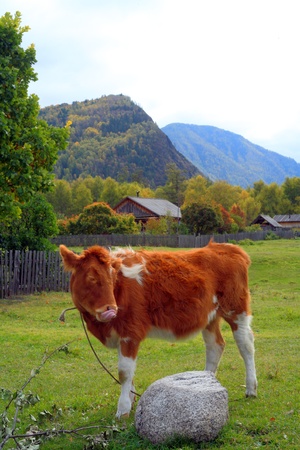 The Altai Mountainsの写真素材