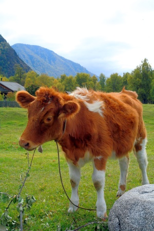 The Altai Mountainsの写真素材