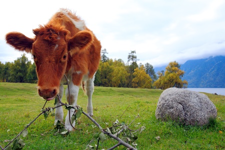 The Altai Mountainsの写真素材