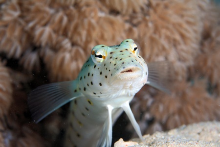 Diving in the Red Seaの写真素材