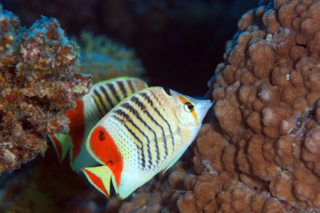 Diving in the Red Seaの写真素材