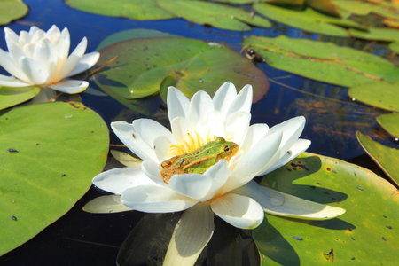 White water lily の写真素材