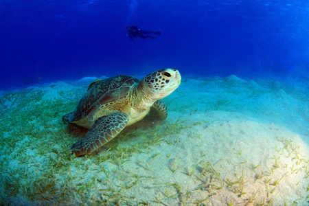 Diving in the Red Seaの写真素材