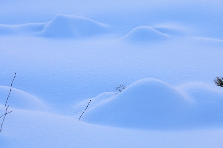 Winter forestの写真素材