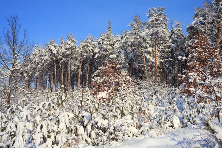 Winter forestの写真素材