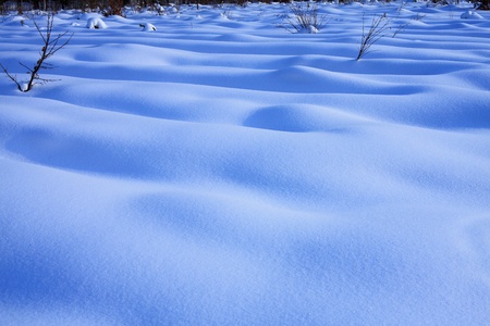 Winter forestの写真素材