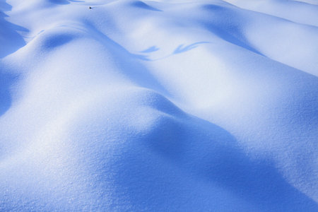 Winter forest