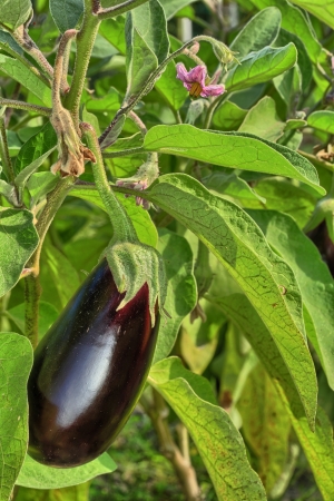 eggplantの写真素材