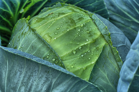 Cabbageの写真素材