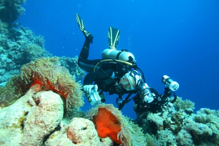 Marine Life in the Red Sea の写真素材