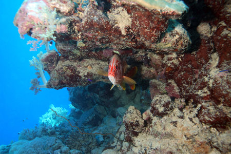 Marine Life in the Red Sea 