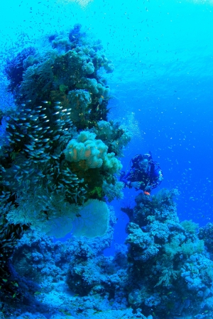 Marine Life in the Red Sea の写真素材