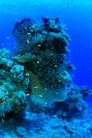 Marine Life in the Red Sea の写真素材
