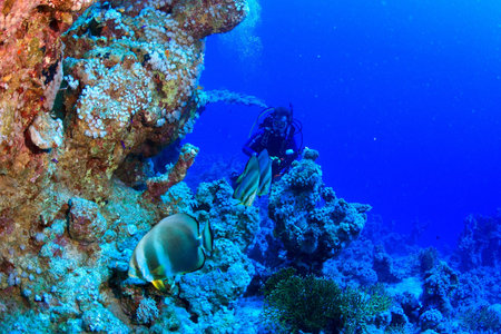 Marine Life in the Red Sea 